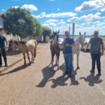 PCGO apreende adolescentes por furtos de equinos em Porangatu e recupera animais – Policia Civil do Estado de Goiás