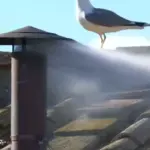 Fumaça branca é vista do teto da capela sistina, o que indica que papa foi escolhido