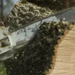 Remover árvore sem autorização poderá acarretar multas e procedimentos jurídicos