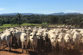 Declaração obrigatória de rebanho em Goiás pode ser feita até 15 de julho – Portal Goiás