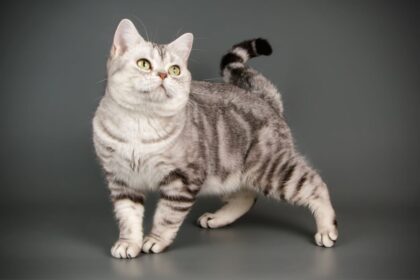 7 raças de gato mais tranquilas 