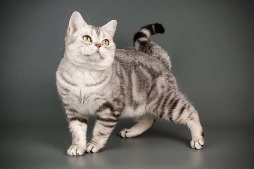 7 raças de gato mais tranquilas 