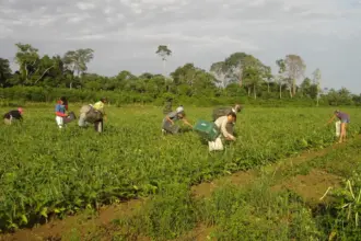 Crédito verde e agricultura familiar: Banco da Amazônia amplia apoio com R$ 2,5 bilhões em 2025