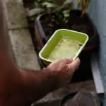 Dengue: saiba os cuidados para evitar focos do mosquito transmissor