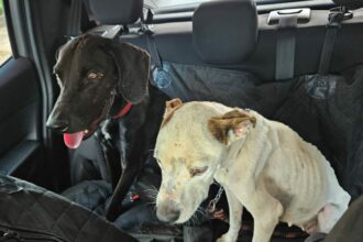 PCGO resgata cães vítimas de maus-tratos e prende tutor em flagrante em Goiânia – Policia Civil do Estado de Goiás