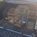Polícia Civil apreende aves silvestres mantidas em cativeiro durante cumprimento de mandado de prisão em Aparecida de Goiânia
