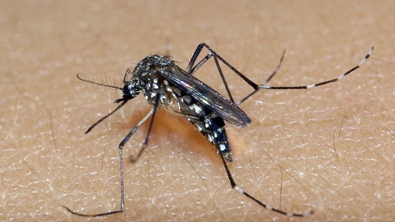 RIO GRANDE DO SUL: estado registra 81 mil casos prováveis e 21 óbitos por dengue em 2025