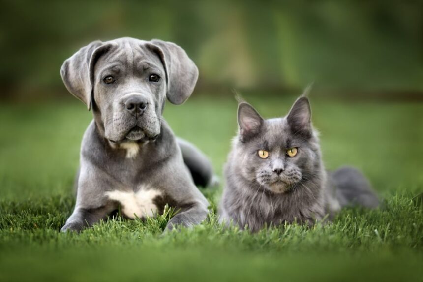 7 raças de gato ideais para quem tem cachorro 