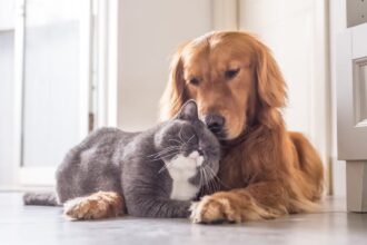 7 raças de cachorro ideais para quem tem gato