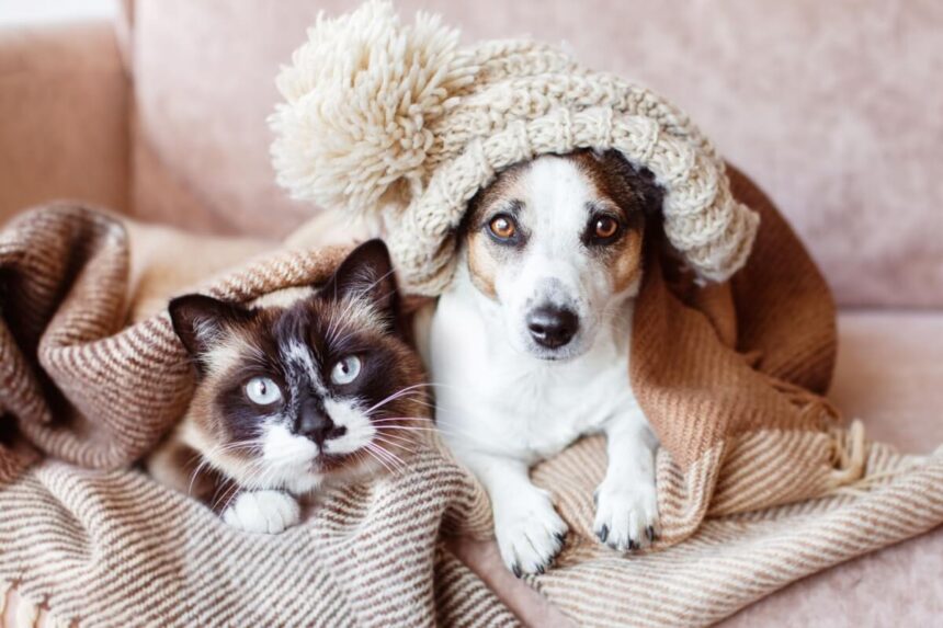 8 impactos do frio na saúde de cães e gatos 