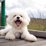4 características do cachorro da raça bichon frisé 
