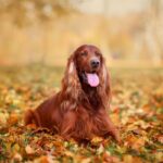 4 características do cachorro da raça setter irlandês 