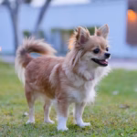 10 nomes para cachorros inspirados em personagens históricos