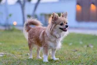 10 nomes para cachorros inspirados em personagens históricos