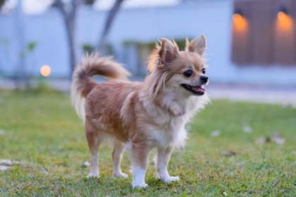 10 nomes para cachorros inspirados em personagens históricos