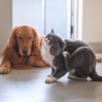 3 chás para ajudar a aliviar a coceira em cães e gatos