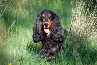 7 raças de cachorro com orelhas grandes 