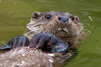 10 curiosidades interessantes sobre as lontras 