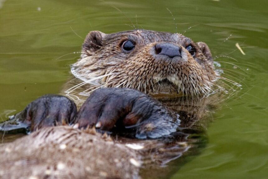 10 curiosidades interessantes sobre as lontras 10 curiosidades interessantes sobre as lontras