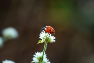 7 curiosidades incríveis sobre as joaninhas 