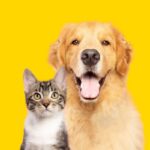 Saiba como identificar e prevenir doenças renais em animais