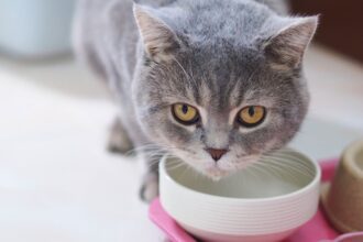 6 cuidados para adotar quando o gato vomita