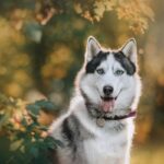 12 nomes fortes para cachorro