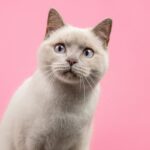 14 nomes para gatos inspirados na cultura geek 