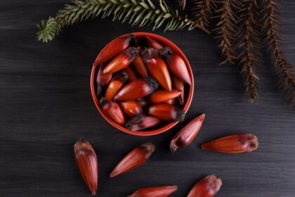 5 benefícios do pinhão para a saúde