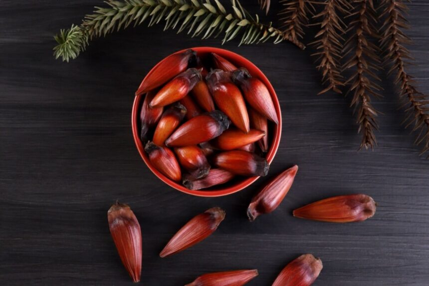 5 benefícios do pinhão para a saúde