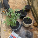 Homem é preso em flagrante por tráfico de drogas de elevado valor em Morrinhos – Policia Civil do Estado de Goiás