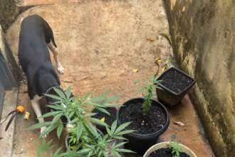 Homem é preso em flagrante por tráfico de drogas de elevado valor em Morrinhos – Policia Civil do Estado de Goiás