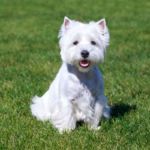 4 características do cachorro west highland white terrier
