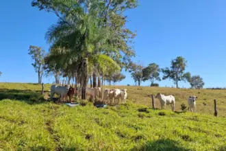 Polícia Civil apreende 27 cabeças de gado e arma irregular durante operação contra estelionato em Formoso – Policia Civil do Estado de Goiás