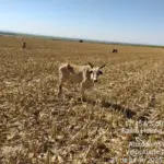 Polícia Civil investiga maus-tratos contra mais de 200 cabeças de gado em fazenda de Santa Helena de Goiás – Policia Civil do Estado de Goiás