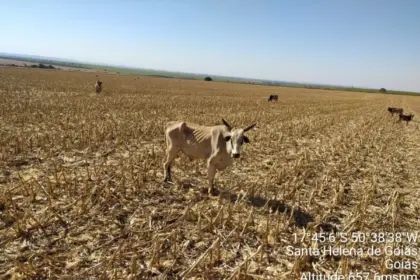 Polícia Civil investiga maus-tratos contra mais de 200 cabeças de gado em fazenda de Santa Helena de Goiás – Policia Civil do Estado de Goiás