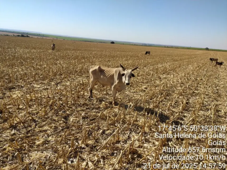 Polícia Civil investiga maus-tratos contra mais de 200 cabeças de gado em fazenda de Santa Helena de Goiás – Policia Civil do Estado de Goiás Polícia Civil investiga maus-tratos contra mais de 200 cabeças de gado em fazenda de Santa Helena de Goiás – Policia Civil do Estado de Goiás