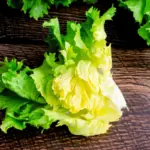 5 benefícios da escarola para a saúde