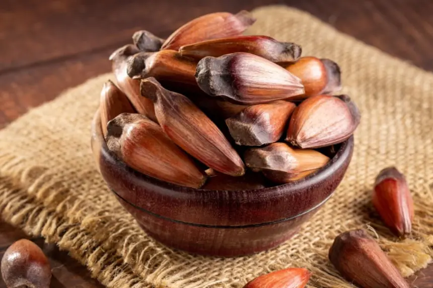 5 benefícios do pinhão para a saúde e como consumi-lo