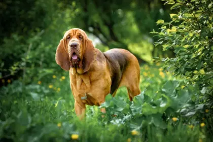 4 características do cachorro da raça bloodhound