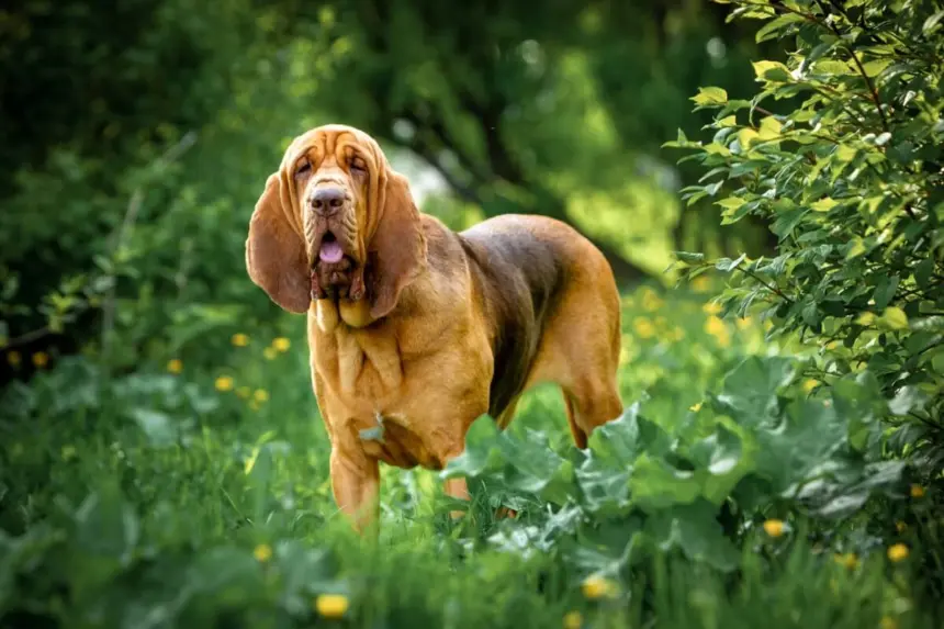 4 características do cachorro da raça bloodhound