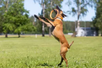 7 raças de cachorro com bastante energia 