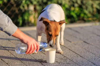 10 dicas para ajudar animais de rua 