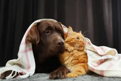 5 dicas para manter a saúde dos animais no inverno