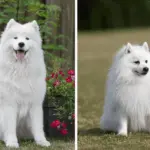 7 diferenças entre os cães das raças samoieda e spitz japonês