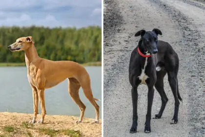 6 diferenças entre os cães das raças whippet e galgo inglês