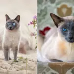 7 diferenças entre os gatos das raças thai e siamês 