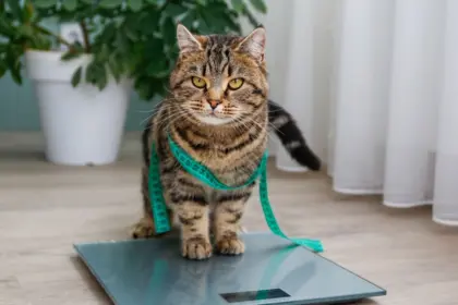 7 riscos da obesidade para cães e gatos