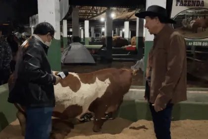Mini Vacas: Exposição se torna uma das sensações da pecuária de Goianésia
