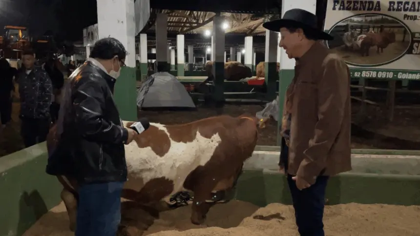 Mini Vacas: Exposição se torna uma das sensações da pecuária de Goianésia